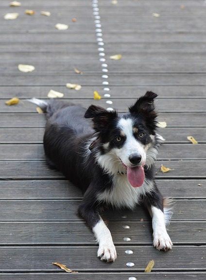 Border Collie dog resting on a back verandah.