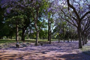 Beautiful park with flowering Jacaranda Trees.